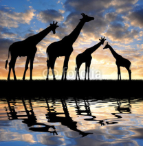 Naklejki herd of giraffes in the sunset