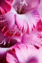 Naklejki Pink flower