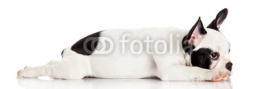 Fototapety French bulldog puppy.