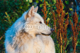 Fototapety wolf