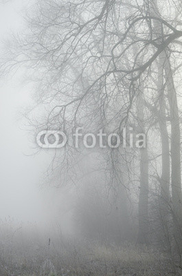 trees in misty forest