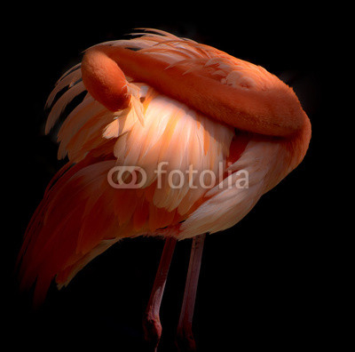 Pink Flamingo birds  preening themselevs Curacao Caribbean