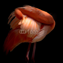 Naklejki Pink Flamingo birds  preening themselevs Curacao Caribbean