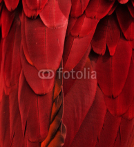 Naklejki Red/Maroon Feathers