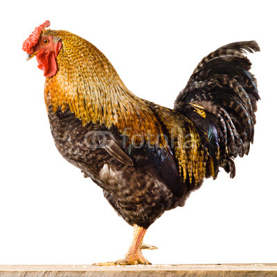 Chicken. Rooster isolated on white background