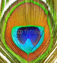 Fototapety Peacock