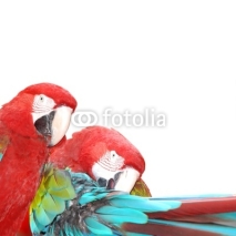 Naklejki red  macaw parrot bird