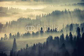 Fototapety Misty mountain forest landscape in the morning, Poland