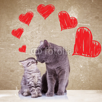 cats kissing on valentines day