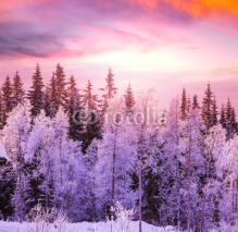 Fototapety Winter forest