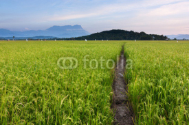Naklejki Paddy field at a rural area in Sabah, Borneo, Malaysia