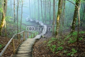 Fototapety staiway in forest disappearing in strong fog