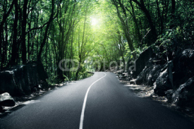 Fototapety road in jungle