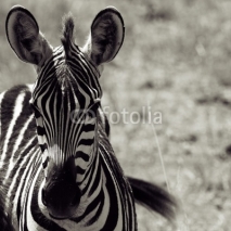 Fototapety zebra