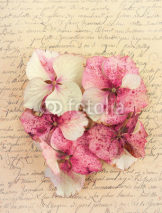 Hydrangea flower petals