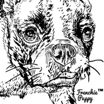 Fototapety French bulldog