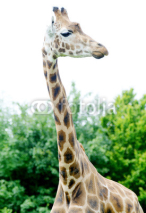 Naklejki Giraffe tall