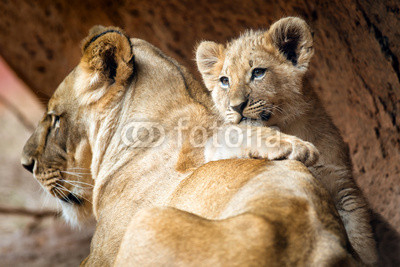 African lion cub resting on his mother lioness