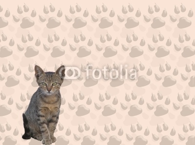 gatto e impronte