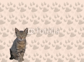 Fototapety gatto e impronte