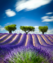 Fototapety Lavande Provence France / lavender field in Provence, France