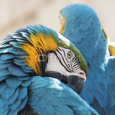 Preening Blue and Yellow Macaw