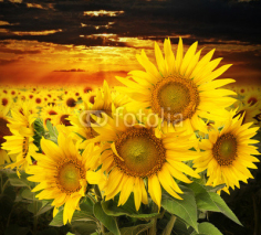 Fototapety sunflowers on a field and sunset