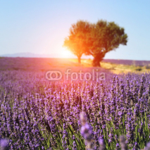 Naklejki Lavender field in Provence, France
