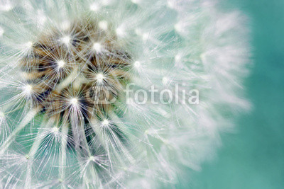 Dandelion fluffy seeds over blue