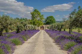 Naklejki Path with lavender blooming