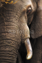 Obrazy i plakaty Elephant close-up portrait