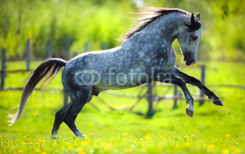 Naklejki Gray horse running in field in spring.