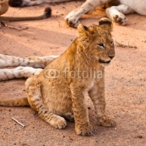 Naklejki Baby lion sitting in the grass