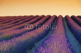 Naklejki Lavendelfeld Sonnenuntergang 02