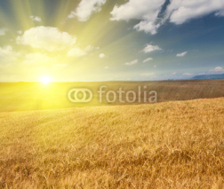 landscape with golden barley field at sunset