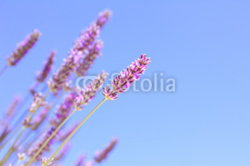 Fototapety Lavender over sky background with copy space
