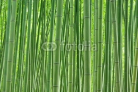 Naklejki 緑の竹林