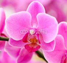 Naklejki Beautiful purple orchid - phalaenopsis