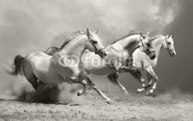 Fototapety white horses in dust