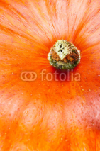 Naklejki Textured, skin, pumpkin, stem, macro, orange, background, copy s