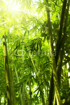 Naklejki Bamboo forest.