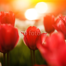 Naklejki Red tulip flowers