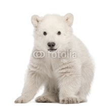 Naklejki Polar bear cub, Ursus maritimus, 3 months old