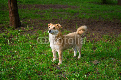 ginger dog grass