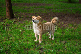 Fototapety ginger dog grass