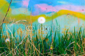 Fototapety Dandelion on a background of graffiti