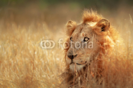Naklejki Lion in grassland