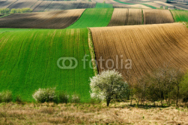 Fototapety Fields and agriculture, spring countryside, Ponidzie, Poland	