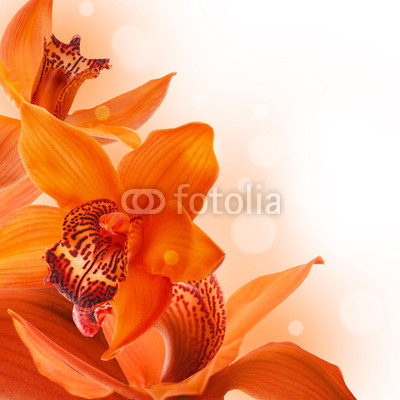 Orchids in the drops of dew on a white background