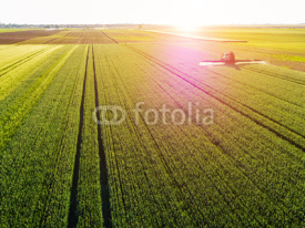 Fototapety Farmer spraying green wheat field